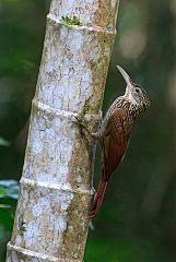 Ivory-billed Woodcreeper